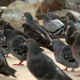 Illustration for article titled What Pigeons Teach Us About Convergent Evolution